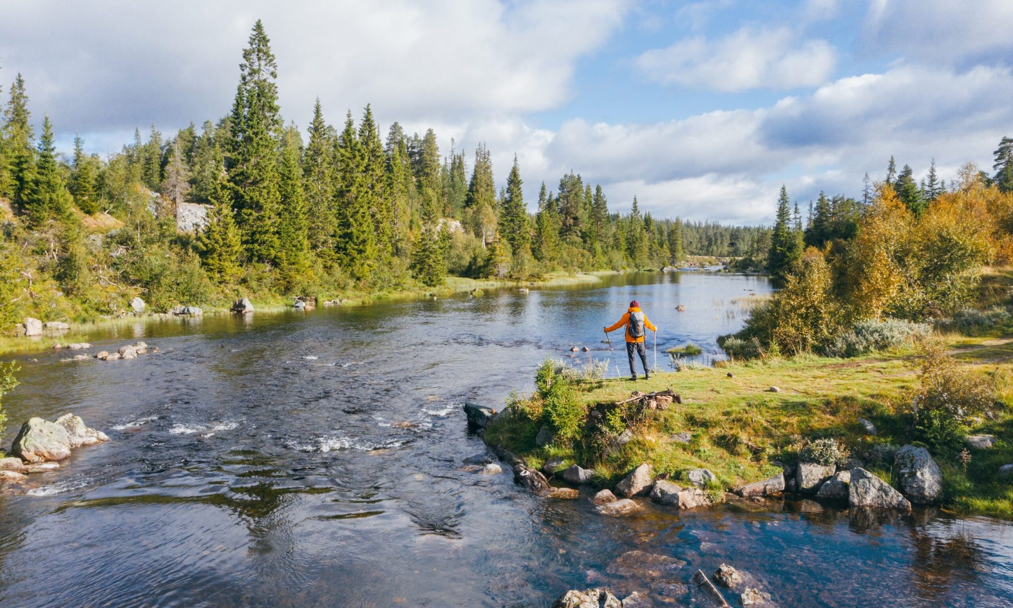 Lonely hiker man dressed bright orange jacket enjoying Norwegian Nature. He standing with trekking poles on lake bank with pine trees in South Norway. Active people and Nature concept